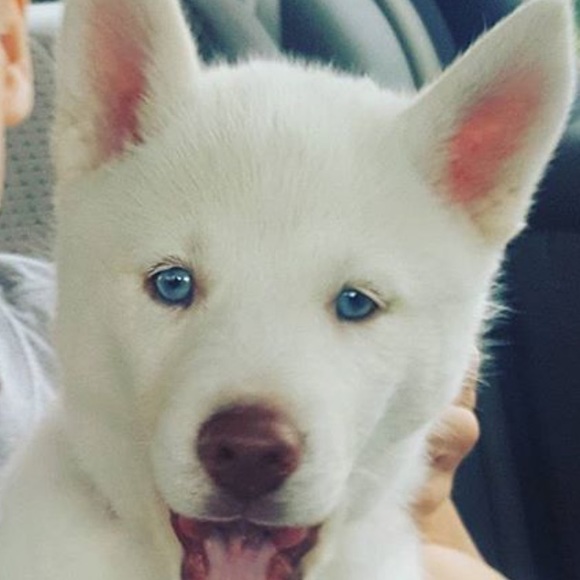 Meet your Posher, Daniel - Picture 1 of 1